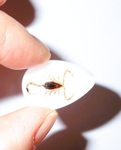 Cabochon Golden Scorpion Pear Shape cut <b>top</b> 25x17 mm White Flat Bottom for Crafts and Jewelry Making - Product Image 2