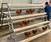 Cage à poules pondeuses de type A en acier galvanisé à 4 niveaux avec échelle pour élevage avicole