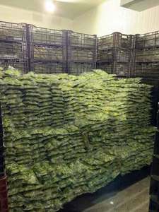 Trozos de Aguacate Congelados IQF de Primera Calidad, Calidad de Exportación, Vietnam - Product Image 1