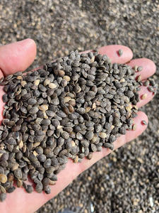 Aceite de Semilla de Maracuyá de Alta Calidad de Vietnam: Rico en Ácido Linoleico y Vitamina E/ Sra. Lima - Product Image 4