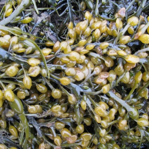 Fresh Bladderwrack Seaweed (Fucus Vesiculosus) for Food, Cosmetics & Herbal Applications - Product Image 4
