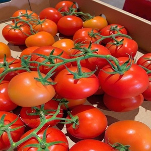 Tomates rouges fraîches de ferme, cultivées naturellement, de haute qualité, juteuses, qualité export, ingrédient alimentaire pour la cuisine et les salades, Ocean - Product Image 1