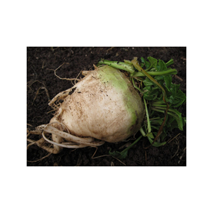 Blettes Sucrées Produits Agricoles Premium Soigneusement Cultivées pour la Fraîcheur, la Qualité et l'Utilisation Commerciale - Product Image 3