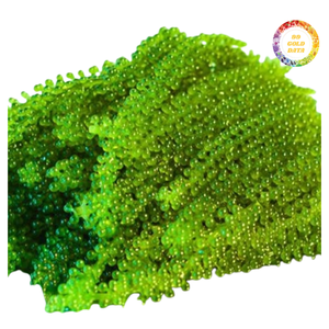 Uvas de Mar Secas (Caulerpa Lentillifera) de Fácil Rehidratación - Product Image 5