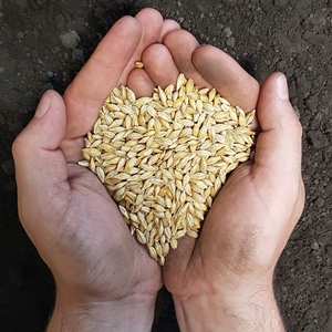Cebada 100% Limpia de Primera Calidad para Alimentación Animal, Suministro de Exportación de Cosechas de Granos Seleccionados para la Nutrición del Ganado, Pedidos de Compradores - Product Image 6