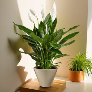 Maceta decorativa de plástico de autorriego duradera ecológica para uso doméstico y comercial - Product Image 4