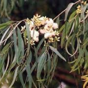 ใบยูคาลิปตัสแห้งเกรดพรีเมียมจากเวียดนาม สำหรับทำเทียนหอมและงานฝีมือที่มีคุณค่าทางโภชนาการ โดย 99 โกลด์ ดาต้า - Product Image 5