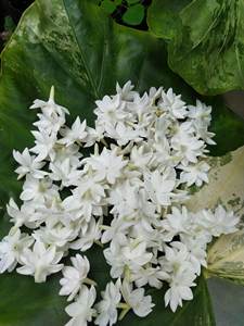 Handmade Blooming Clay Jasmine <b>Flower</b> | Thai Jasmine Blossom Clay <b>Flower</b> Realistic Floral Decoration <b>artificial</b> jasmine garland - Product Image 4