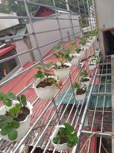 กระถางต้นไม้ทรงกลมแบบแขวน - Product Image 2