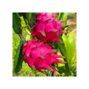 ผลมังกรสีชมพูคุณภาพพรีเมียม หวานฉ่ำ สดใหม่ 100% ผลไม้ธรรมชาติ เกรดเอ สำหรับขายปลีกและอุตสาหกรรมอาหาร - Product Image 1