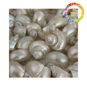 เปลือกหอยมุกธรรมชาติขัดเงา สีครีมขาวและสีเหลือบรุ้งสีฟ้าคราม สำหรับงานประดิษฐ์เครื่องประดับ - Product Image 3
