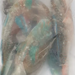 Poisson-perroquet congelé de qualité supérieure, vente en gros, approvisionnement en vrac, qualité alimentaire, prêt à expédier, fournisseur d'exportation de qualité supérieure - Product Image 3