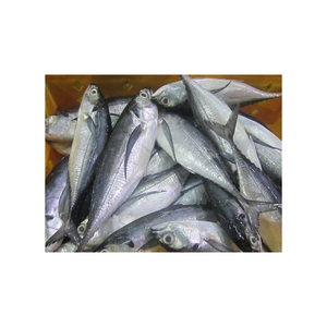 ปลาแมคเคอเรลแช่แข็งทั้งตัวสำหรับอุตสาหกรรมอาหารและขายส่ง - Product Image 6
