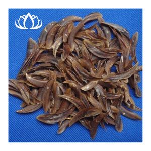 BEST SELLER Dried Murex Operculum Shells for Incense Craft and Aroma Release Creating Relaxing Space Premium Quality Safe Source - Product Image 5