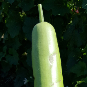 Courge en bouteille saine, légume frais, produit agricole naturel, ingrédient de cuisine sain, aliments nutritifs, vente en gros, export en vrac - Product Image 6