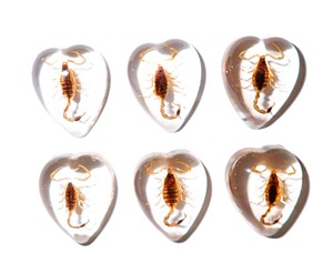 Escorpión Dorado, Espécimen Real, Cabujón de Plástico en Forma de Corazón de 17x21 mm, Base Plana Transparente para Manualidades y Joyería - Product Image 1