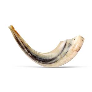 Corne de Shofar juive artisanale, marque NEHA ENTERPRISES, fabriquée à partir de corne de bélier naturelle pour les cérémonies religieuses, les festivals et les événements culturels - Product Image 3