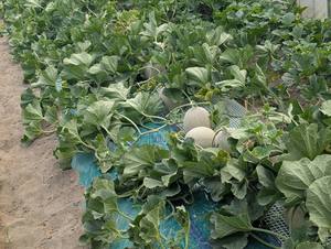 Melón Japonés de Primera Calidad, Selección Excepcional, Pulpa Verde y Roja, Fruta Fresca y Exótica - Product Image 6