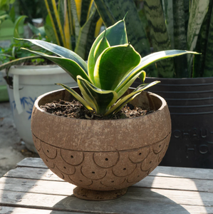 ชามเปลือกมะพร้าวธรรมชาติพรีเมียม งานแฮนด์เมด เป็นมิตรกับสิ่งแวดล้อม สไตล์โบฮีเมียน เหมาะสำหรับใช้ในครัวเวียดนาม งานเลี้ยง และสำหรับผู้ให้บริการจัดเลี้ยงและโรงอาหาร - Product Image 2