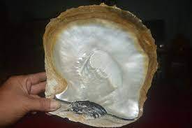 Conchas de almeja de Caracol de Luna pulidas grandes más finas vietnamitas, conchas marinas, concha de caracol, Vieira pulida ecológica para decoración de acuario - Product Image 6