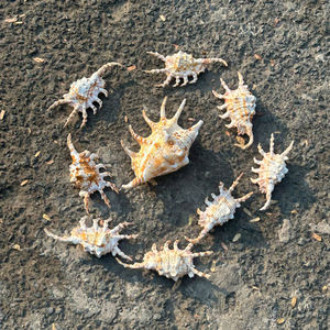 Reliable Vietnam Small Seashell For High Volume Export And Providing Clean Handmade Craft Goods By 99 Gold Data Co - Product Image 2