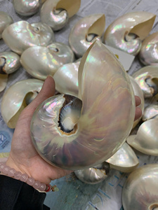 เปลือกหอยมุกขัดเงาอย่างประณีต |   ของตกแต่งบ้านเปลือกหอยมุกขัดเงาขนาด 5.2” - 6.8” สีรุ้งธรรมชาติ 5.2” -> 6.8” - Product Image 2