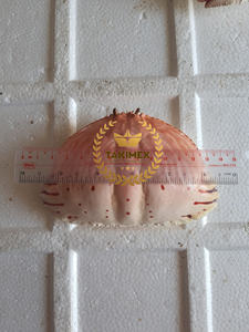 La cubierta de cangrejo seca limpia y desinfectada más vendida para decoración y productos alimenticios listos para enviar - Product Image 3