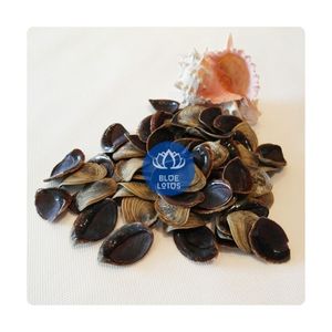 Operculum de Concha Marina Premium en OFERTA para Perfumes de Lujo, Material Marino 100% Natural, Puro, Limpio y Seguro para la Elaboración de Joyería - Product Image 1