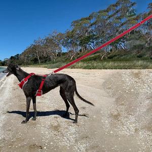 New Style Modern Design Dog <b>Harness</b> Custom Adjustable Dog <b>Harness</b> Dog Training Dog <b>Harness</b> And Leash With Handle - Product Image 5