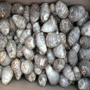 Racine de Taro Congelée IQF, Peau Brune, Pulpe Blanche, Emballage en Vrac, Approvisionnement en Gros - Product Image 4