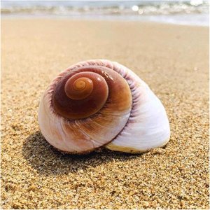 Concha de caracol marino en espiral, decorativa, natural, para acuario, conchas marinas para manualidades. - Product Image 5