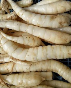 Poudre d'arrowroot de haute pureté – Ingrédient alimentaire naturel du Vietnam, export en vrac - Product Image 6