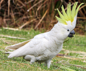 Live Sulphur-Crested Cockatoo Parrots for Breeding <b>Aviaries</b> Ornamental <b>Bird</b> Farms Wholesale Export NMF (PVT) LTD South Africa - Product Image 6