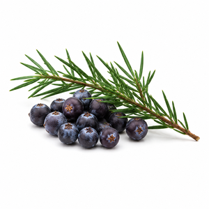Bulk Supply Organic Natural Dried Juniper Berries 2026 Premium Quality International New Season Private Label OEM Service - Product Image 1