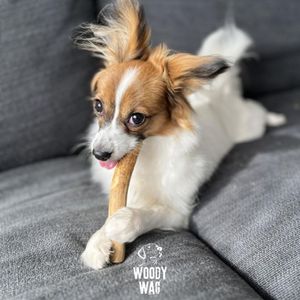 Woody Wag - Juguete Masticable de Madera Natural para Perros, Hueso Duradero para la Salud Bucal, para Perros Pequeños, Uso en Interiores - Product Image 1