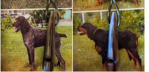 Silbato de Cuerno de Vaca Auténtico Hecho a Mano, Cuerno Natural Pulido, para Campismo, Deportes, Coleccionistas, Diseño Animal Elegante, Ecológico - Product Image 4