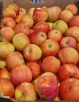 Hoge kwaliteit oogstproductie verse Fuji-appels met natuurlijke versheid en veilige verpakking voor wereldwijde fruitimportaars