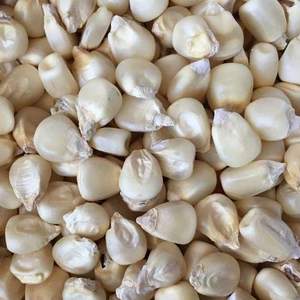 Maïs sec non glutineux de haute qualité, granulés de maïs blanc d'Afrique de l'Est, OGM, durée de conservation de 24 mois, consommation humaine, meilleur prix - Product Image 4