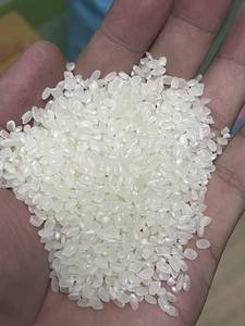 ข้าวญี่ปุ่นคุณภาพสูง |   สินค้าชำรุด 3% รับผลิตแบบ Private Label ODM/OEM |   บรรจุ 10 ปอนด์ 20 ปอนด์ 50 ปอนด์ |   ผลผลิตใหม่ปี 2026 (จอยซ์) - Product Image 6