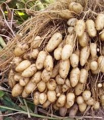 Tubería de Raíz Congelada y Cocida de Textura Glutinosa para Uso en Restaurantes, Ingrediente Masticable para Postres, Listo para Cocinar - Product Image 2