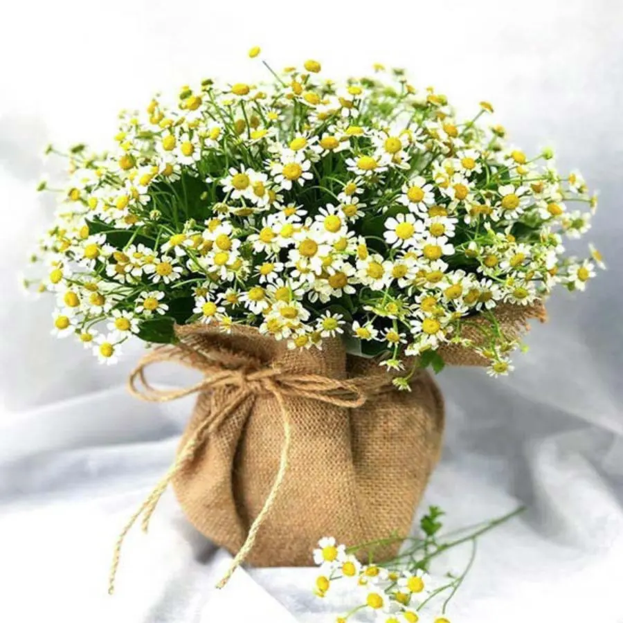 卸売タナ菊美しく鮮やかな種類の菊の花
