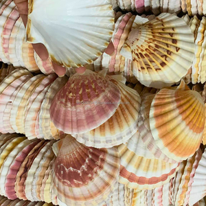 Conchas de Vieira de Vietnam de 9–12 cm para Manualidades y Uso Decorativo – Suministro al por Mayor Disponible - Product Image 4