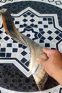 Shofar unique en corne de bélier naturelle, écologique, poli brillant, pour usage religieux et cadeaux pour la maison/les entreprises - Hs Husnain Crafts, bon prix - Product Image 3