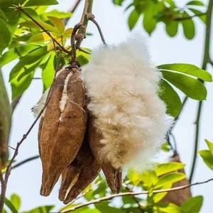 High Quality Eco-Friendly Raw Cotton for Pillow Mattress and Upholstery - Product Image 1