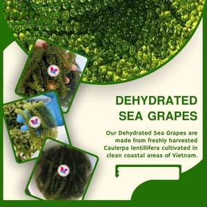 Uvas de Mar Deshidratadas (Bolsa Zip 100 gramos) // Alta Calidad de Vietnam // Sra. Beatrix - Product Image 5