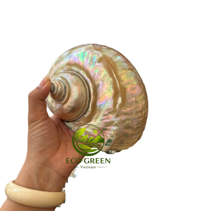 Grande coquille de mer polie et brillante pour la décoration nautique de la maison, les centres de table de mariage sur la plage, la mise en scène d'événements et les accessoires photo en gros - Product Image 1