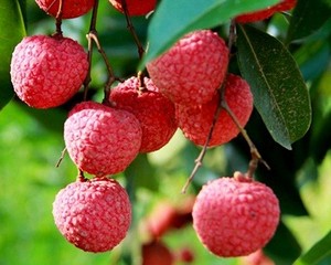 ลิ้นจี่สดจากเวียดนาม – ผลไม้เมืองร้อนหวานฉ่ำ |   ผู้จัดจำหน่ายสินค้าคุณภาพส่งออกระดับพรีเมียม // คุณทอม - Product Image 2