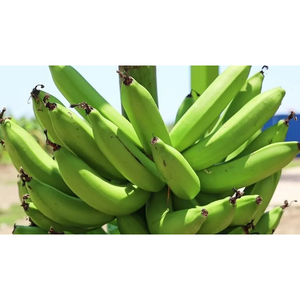 Plátano Cavendish Verde Premium, Cosecha Fresca, Producto Crudo para Freír, Hervir y Consumo Saludable - Product Image 5
