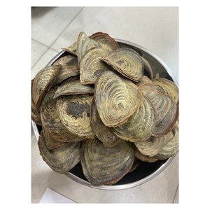 ฝาปิดเปลือกหอยแบบเป็นมิตรต่อสิ่งแวดล้อมสำหรับงาน DIY - Product Image 4