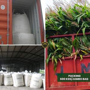 Silage de maïs de haute qualité pour l'alimentation du bétail avec une offre stable en provenance du Vietnam - Product Image 3